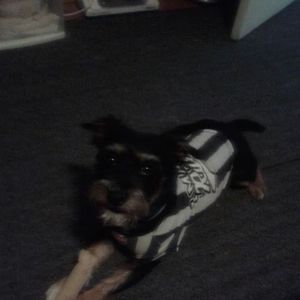 Meet your Posher, Terry